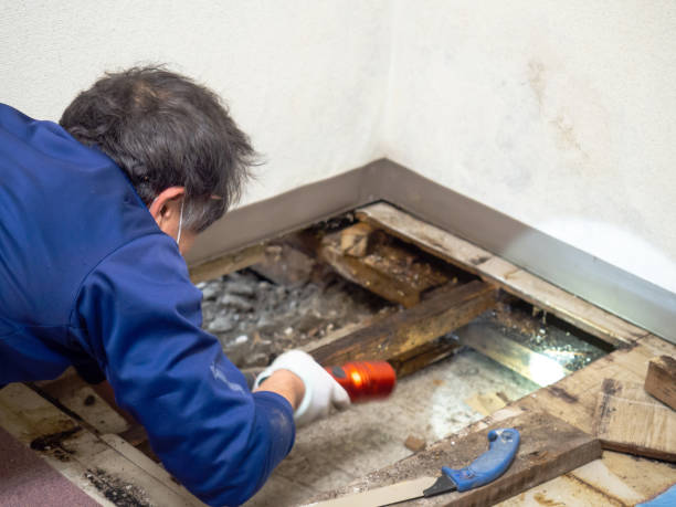 Best Office Mold Removal Services  in North Barrington, IL