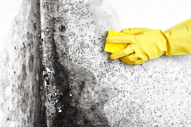 Trusted North Barrington, IL Mold Removal Experts