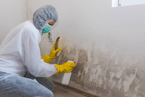 Best Mold Remediation  in North Barrington, IL
