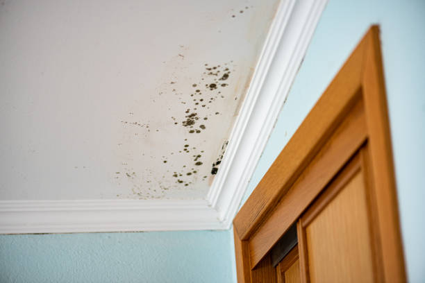 Best Mold Remediation Services  in North Barrington, IL
