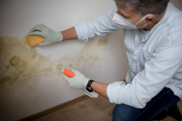  North Barrington, IL Mold Removal Pros