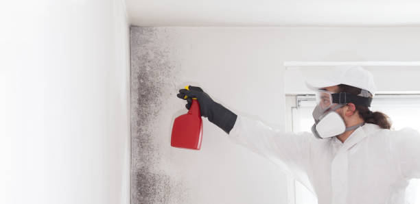 Best Local Mold Removal Service  in North Barrington, IL