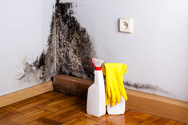 Best Toxic Mold Removal  in North Barrington, IL