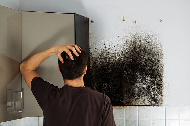 Best Emergency Mold Removal  in North Barrington, IL