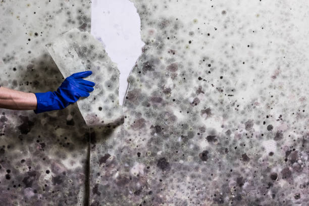 Office Mold Removal Services in North Barrington, IL