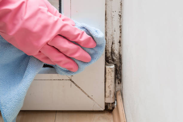 Best Commercial Mold Removal  in North Barrington, IL