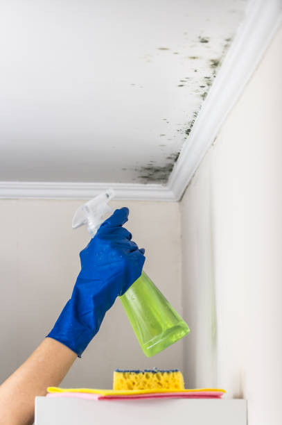 Best Mold Remediation Experts  in North Barrington, IL