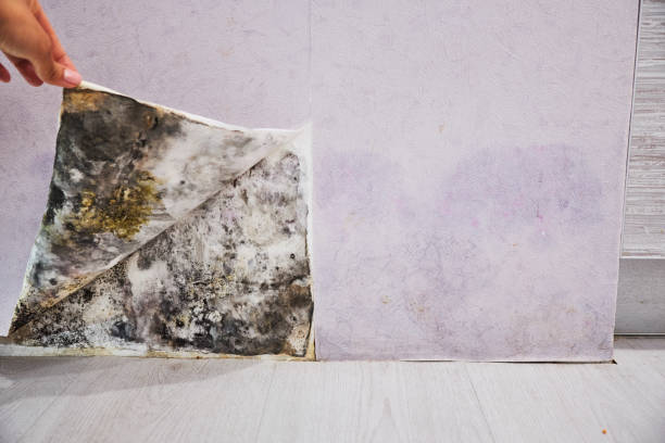 Best Mold Damage Repair  in North Barrington, IL